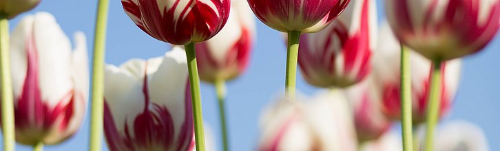 Blumen