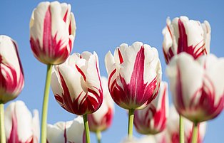 Blumen