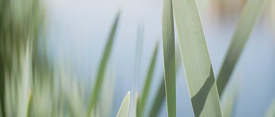 neutrale-motive